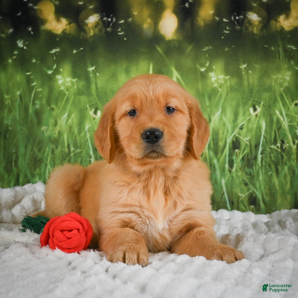 Golden Retriever dogs Stella - Ad 1