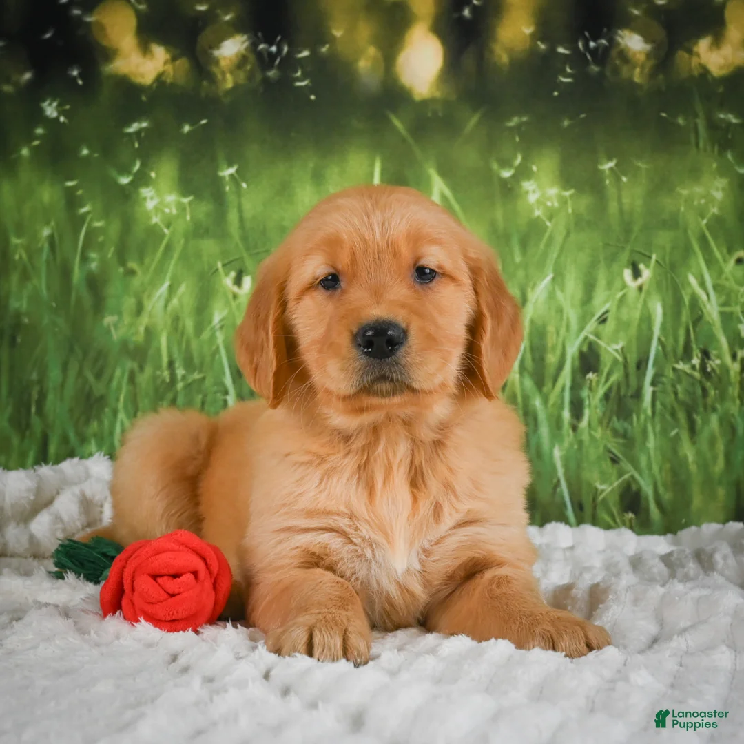 Golden Retriever dogs for sale: Stella - Ad 1