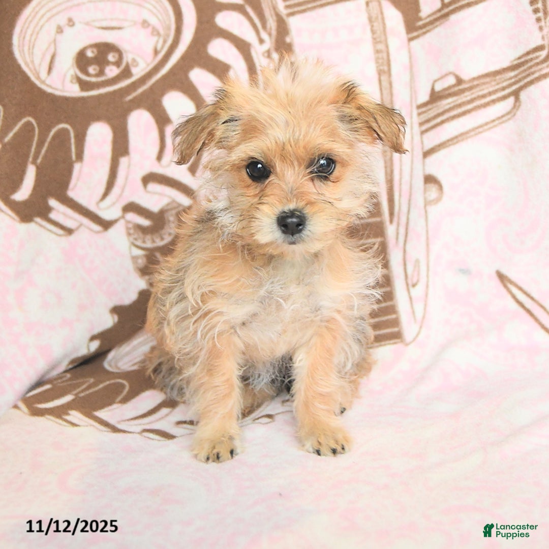 Mixed Breed dogs for sale: Cocopuff - Ad 3
