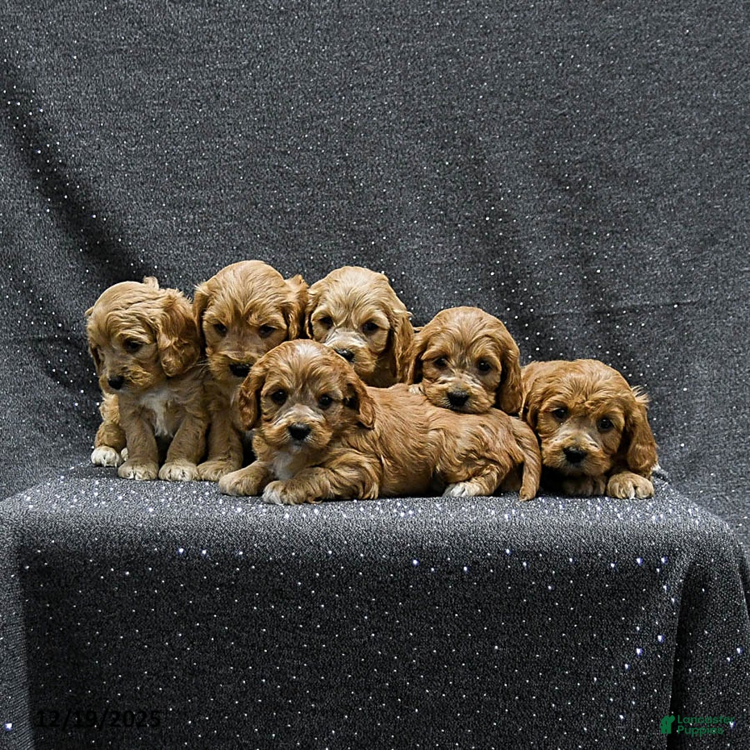 Cavapoo dogs for sale: Paisley - Ad 5