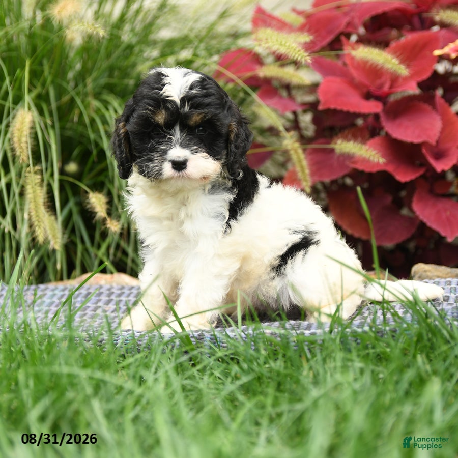 Cavapoo dogs Sebastian - Ad 1