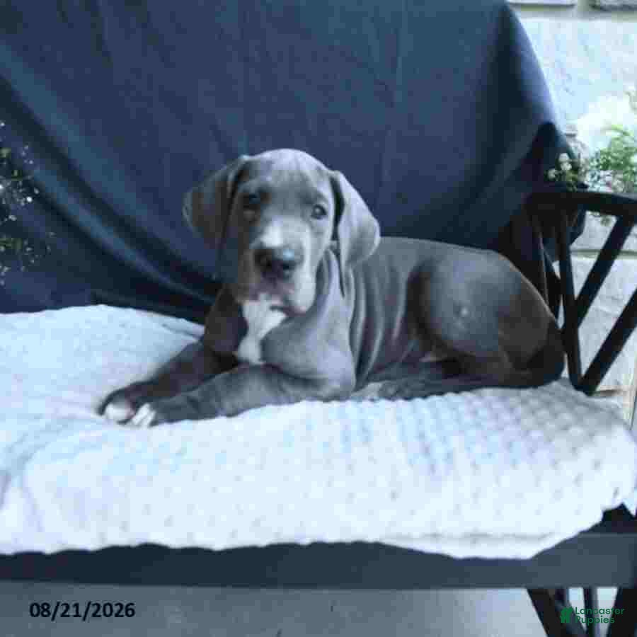 Great Dane dogs Brody - Ad 2