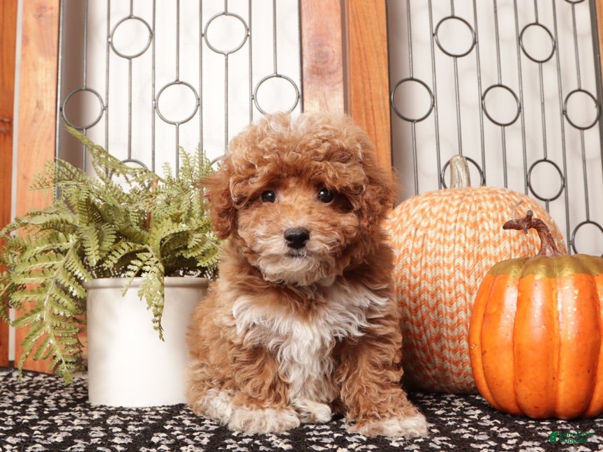 Toy Poodle dogs for sale: Pecan - Teacup Poodle  - Ad 1