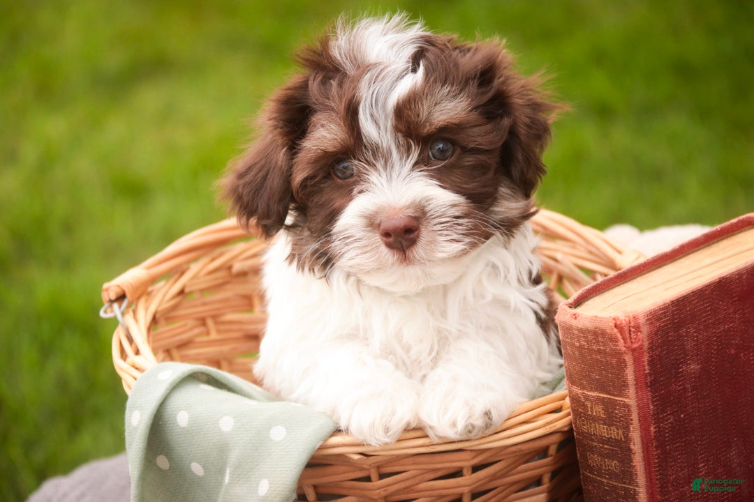 Havanese