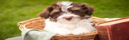 Havanese dogs for sale: Sherlock Havanese  - Ad 7