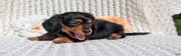 Miniature Dachshund dogs for sale: Roxy - Ad 5