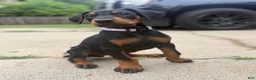Doberman Pinscher dogs for sale: Kyoshi - Ad 1