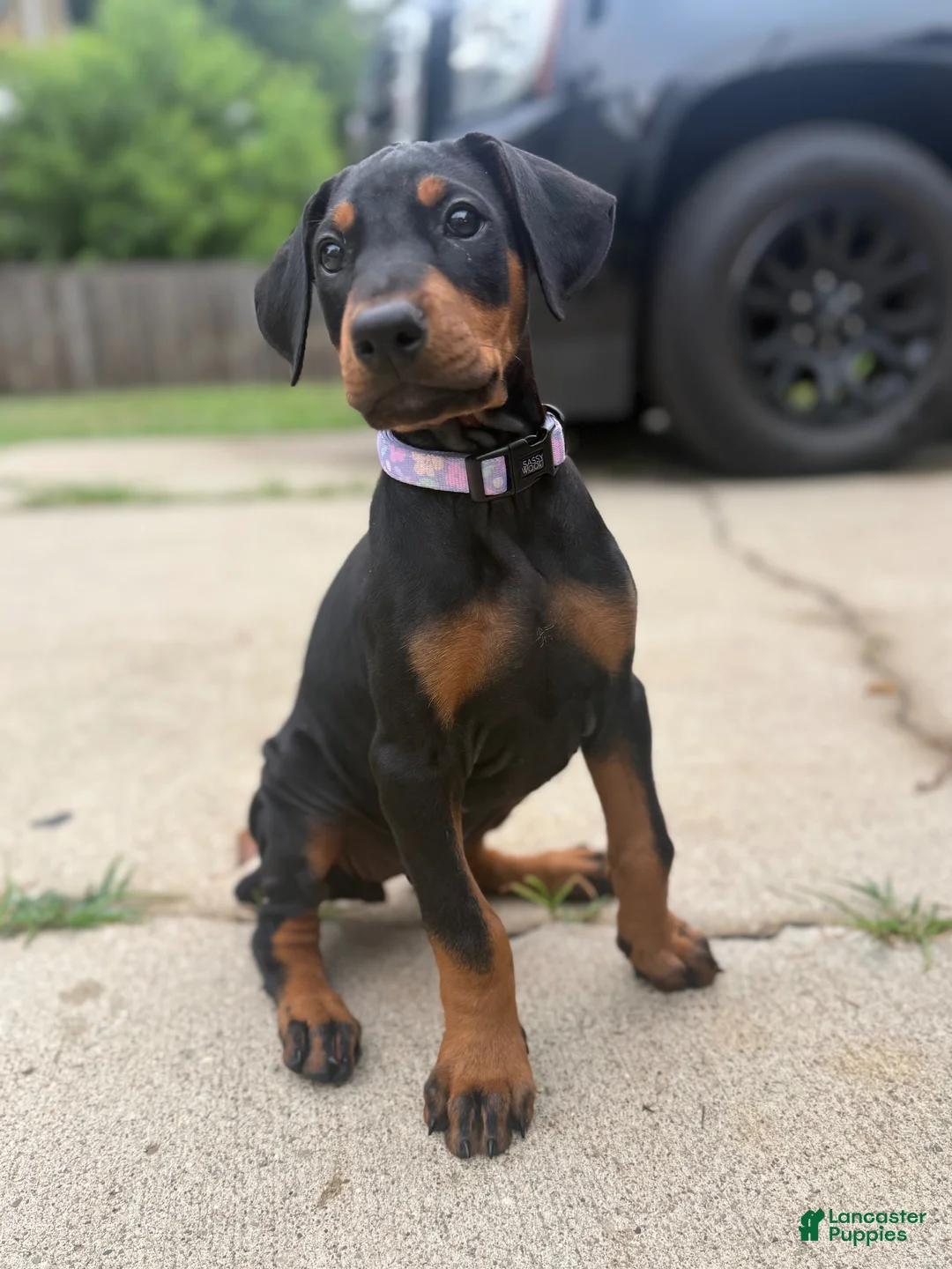 Doberman Pinscher dogs for sale: Kyoshi - Ad 1