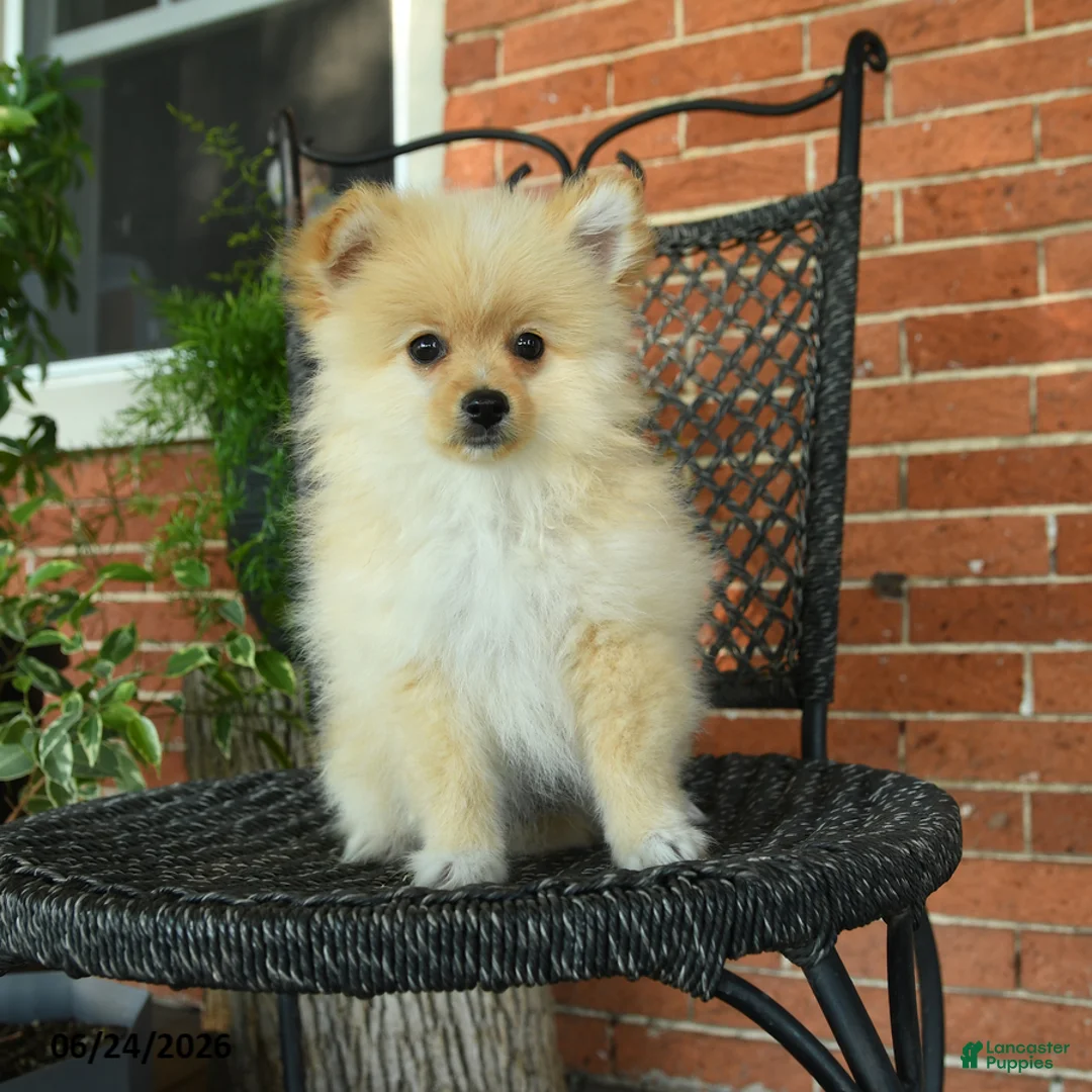 Pomeranian dogs for sale: Gypsy - Ad 1