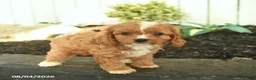 Cavapoo dogs for sale: Tilly - Ad 3