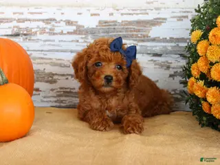 Toy Poodle dogs Custard - Ad 2