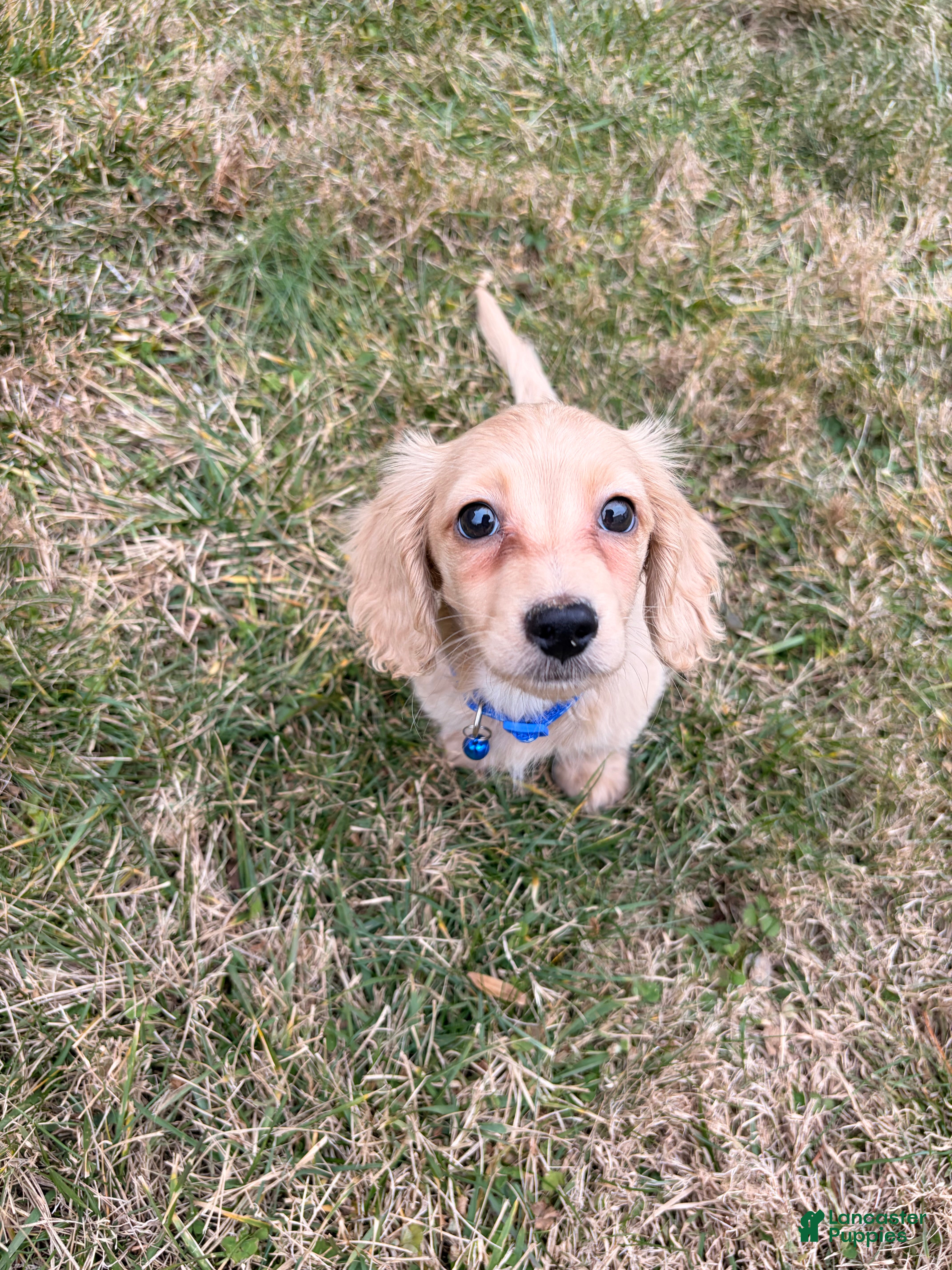Miniature Dachshund dogs Theo - Ad 1