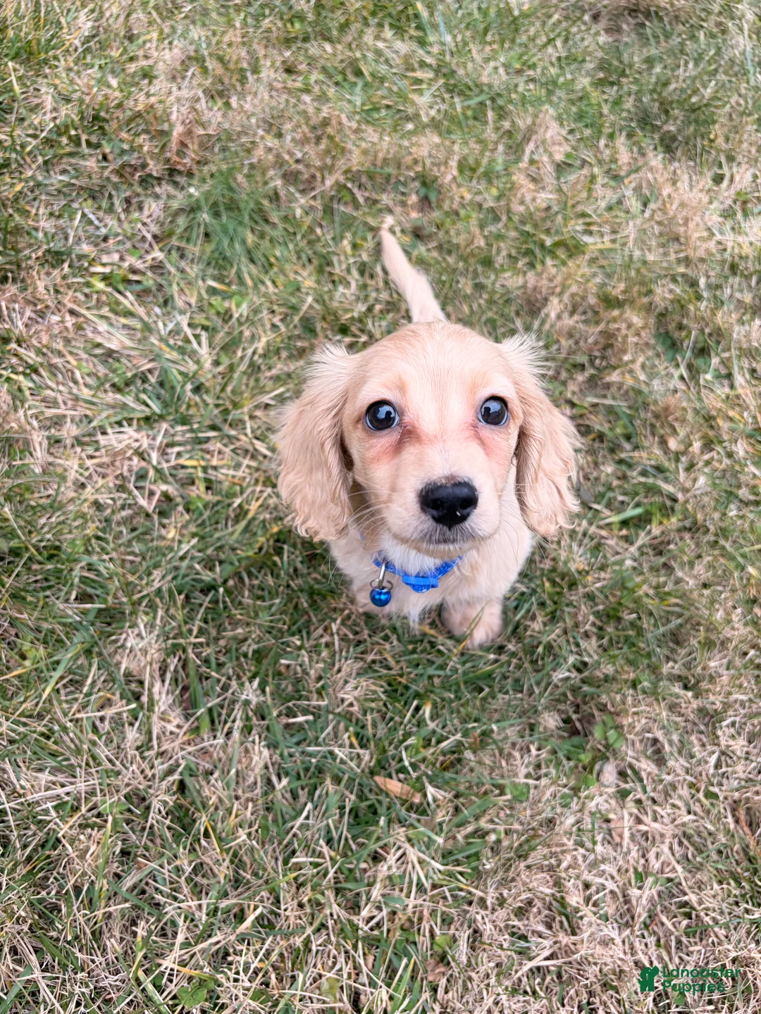 Miniature Dachshund dogs for sale: Theo - Ad 1