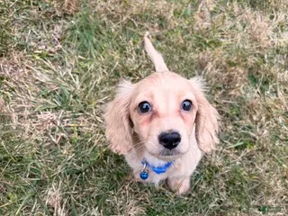 Miniature Dachshund dogs for sale: Theo - Ad 2