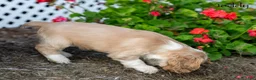Cocker Spaniel dogs for sale: Teddy - Ad 3