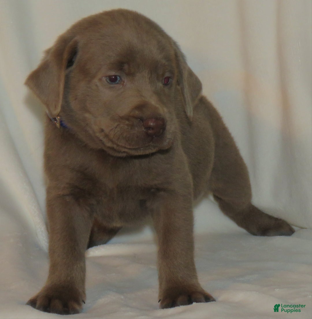 Labrador Retriever dogs for sale: Max - Ad 3
