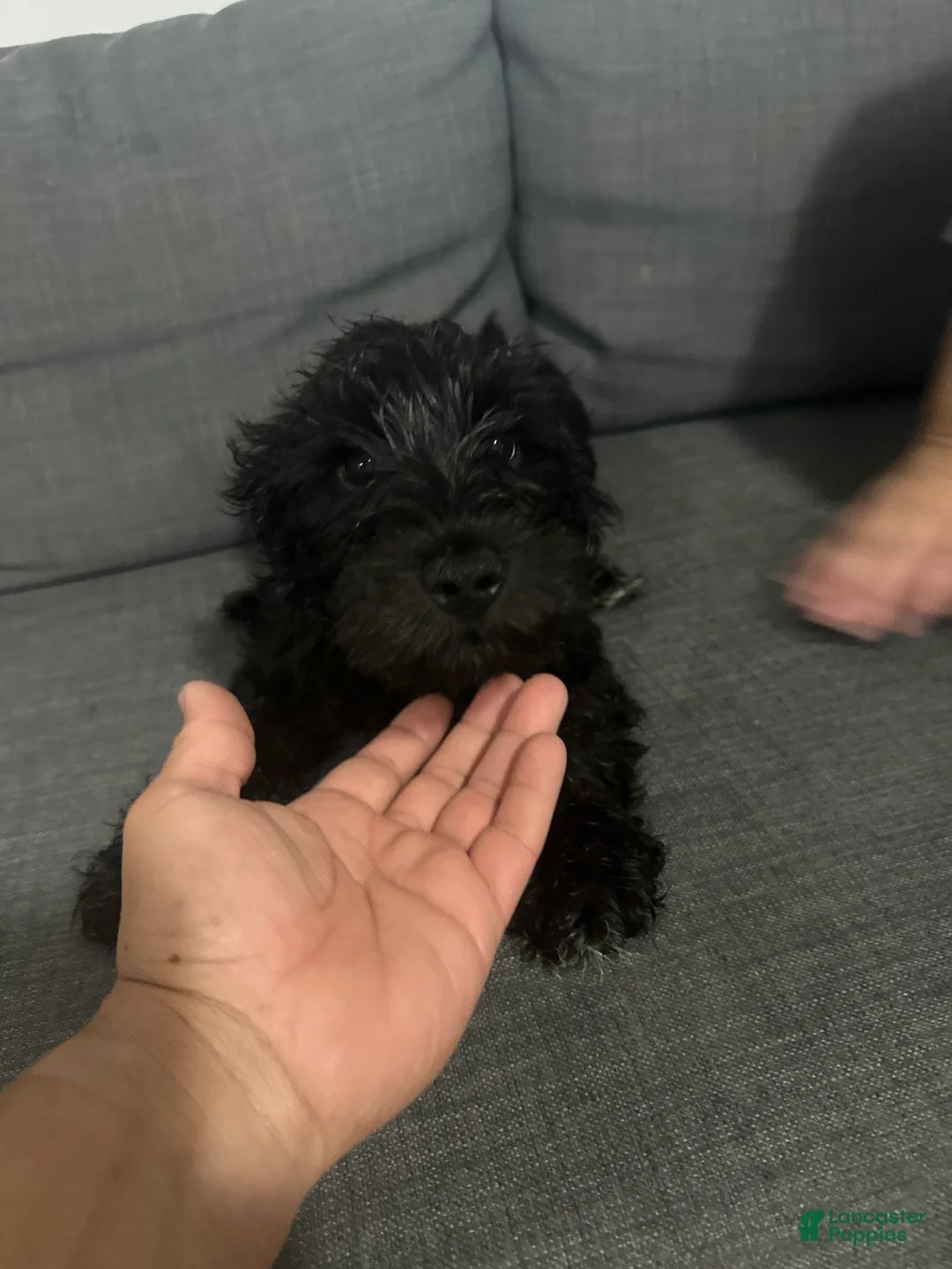 Schnoodle dogs for sale: Mini Schnauzer 2 - Ad 1