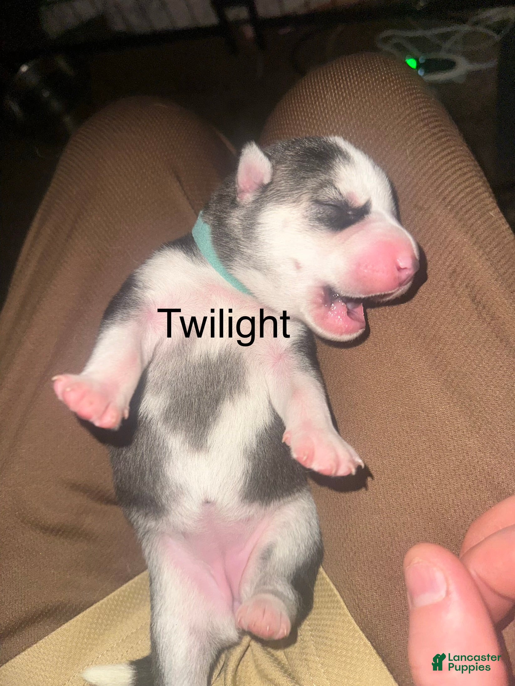 Siberian Husky dogs Twilight  - Ad 1