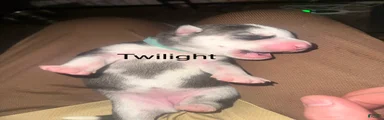 Twilight 