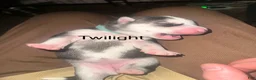 Siberian Husky dogs for sale: Twilight  - Ad 1