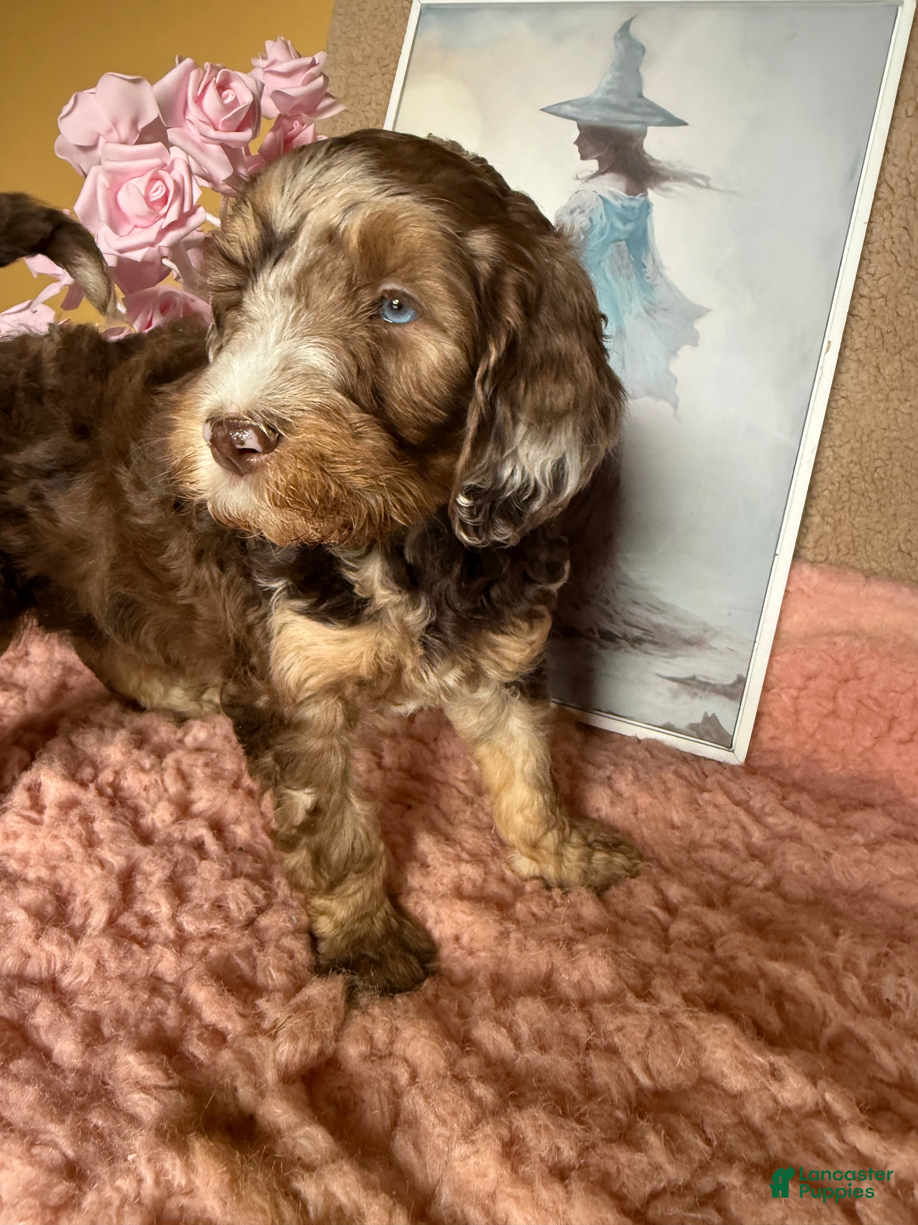 Labradoodle dogs Labradoodle 6 - Ad 1