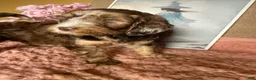 Labradoodle dogs for sale: Labradoodle 6 - Ad 1