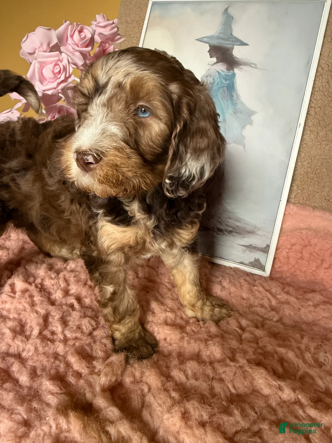 Labradoodle dogs for sale: Labradoodle 6 - Ad 1