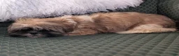 Shih Tzu dogs for sale: Star - Ad 5