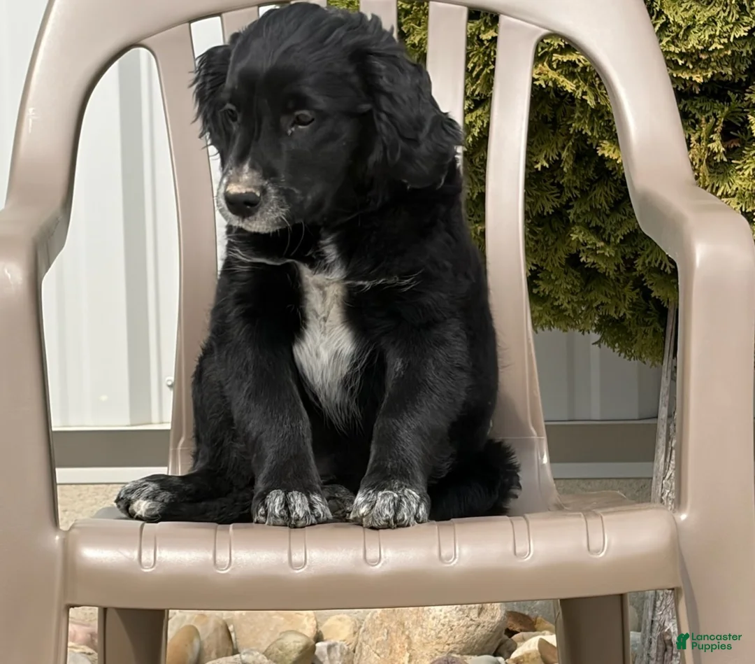 Mini Goldendoodle dogs for sale: Kate - Ad 1