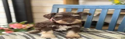 Miniature Schnauzer dogs for sale: Sophie - Ad 6