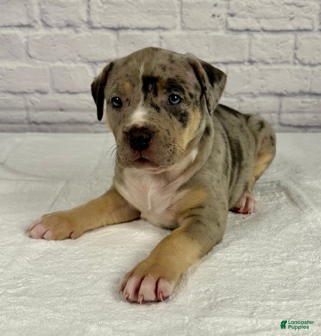 American Bully dogs for sale: Blue Moon - Ad 13