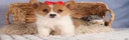 Welsh Corgi Pembroke dogs for sale:  Brusier 🐶 - Ad 8