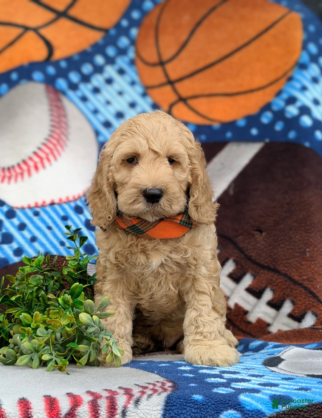 Cockapoo dogs for sale: Leon - Ad 21