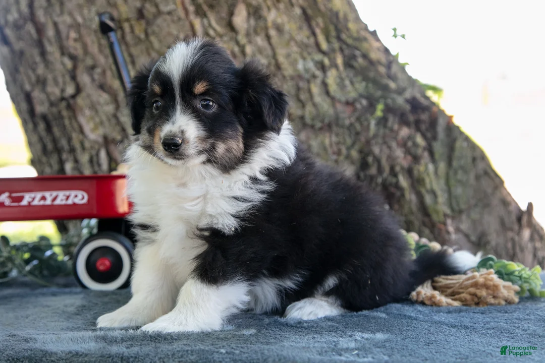 Miniature Australian Shepherd dogs for sale: Boots - Ad 1