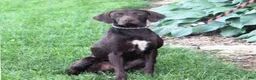 German Shorthaired Pointer dogs for sale: Opal - Ad 7