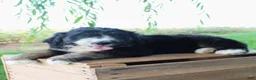 Bernedoodle dogs for sale: Hunter - Ad 2