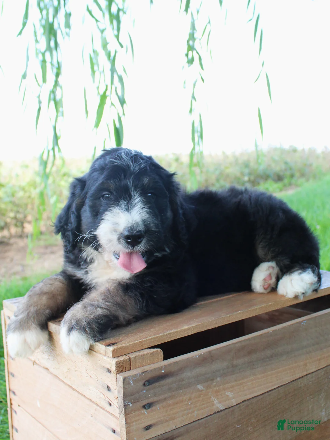 Bernedoodle dogs for sale: Hunter - Ad 2