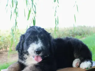 Bernedoodle dogs Hunter - Ad 2