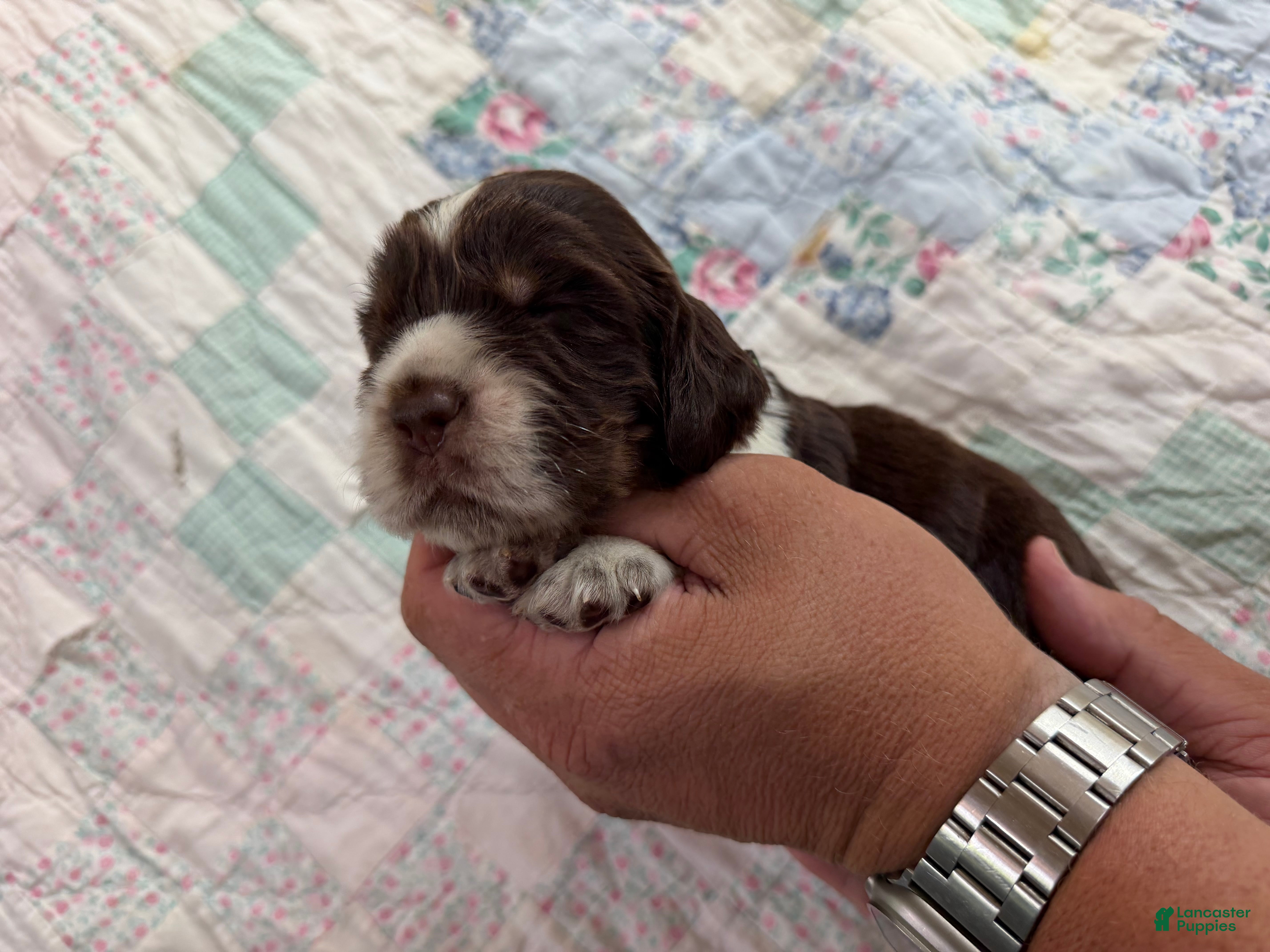 English Springer Spaniel dogs Tidal  - Ad 2