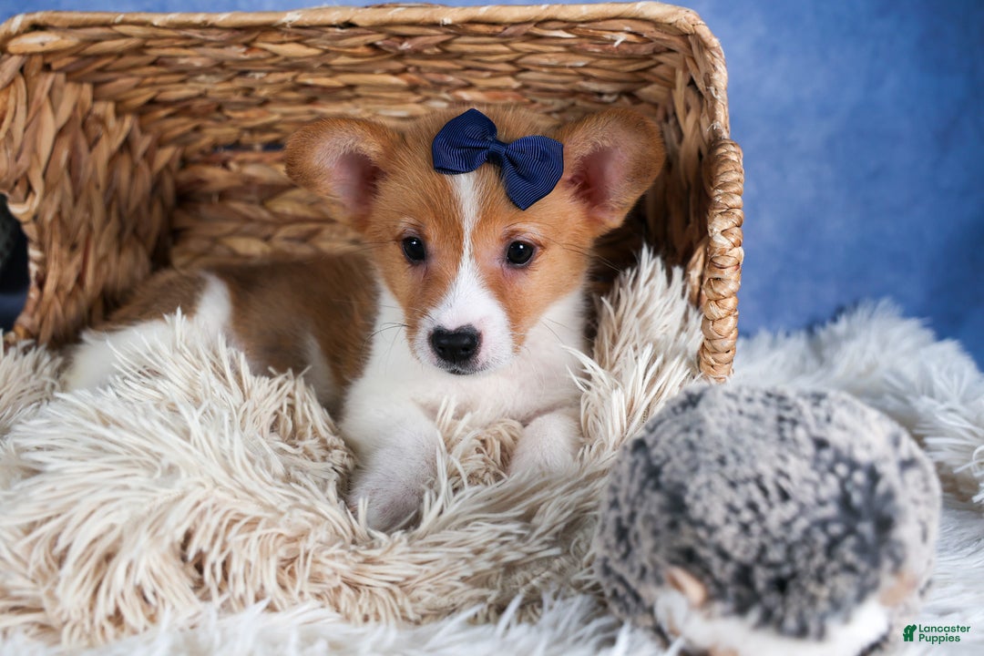 Welsh Corgi Pembroke dogs for sale: Luigi - Ad 11