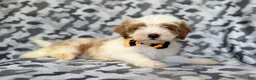 Cavapoo dogs for sale: Sparky - Ad 3