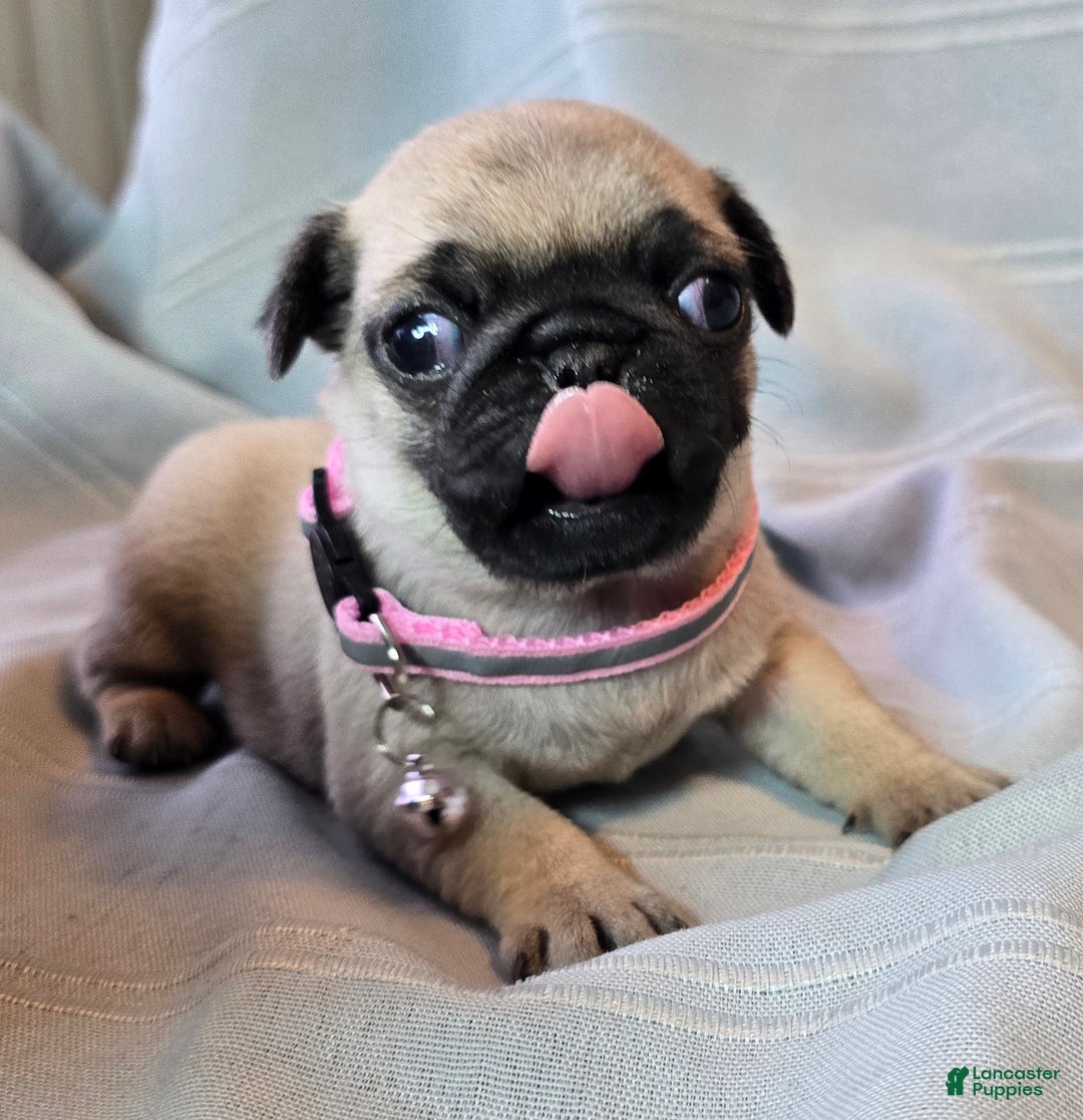 Pug dogs for sale: Farah - Ad 5