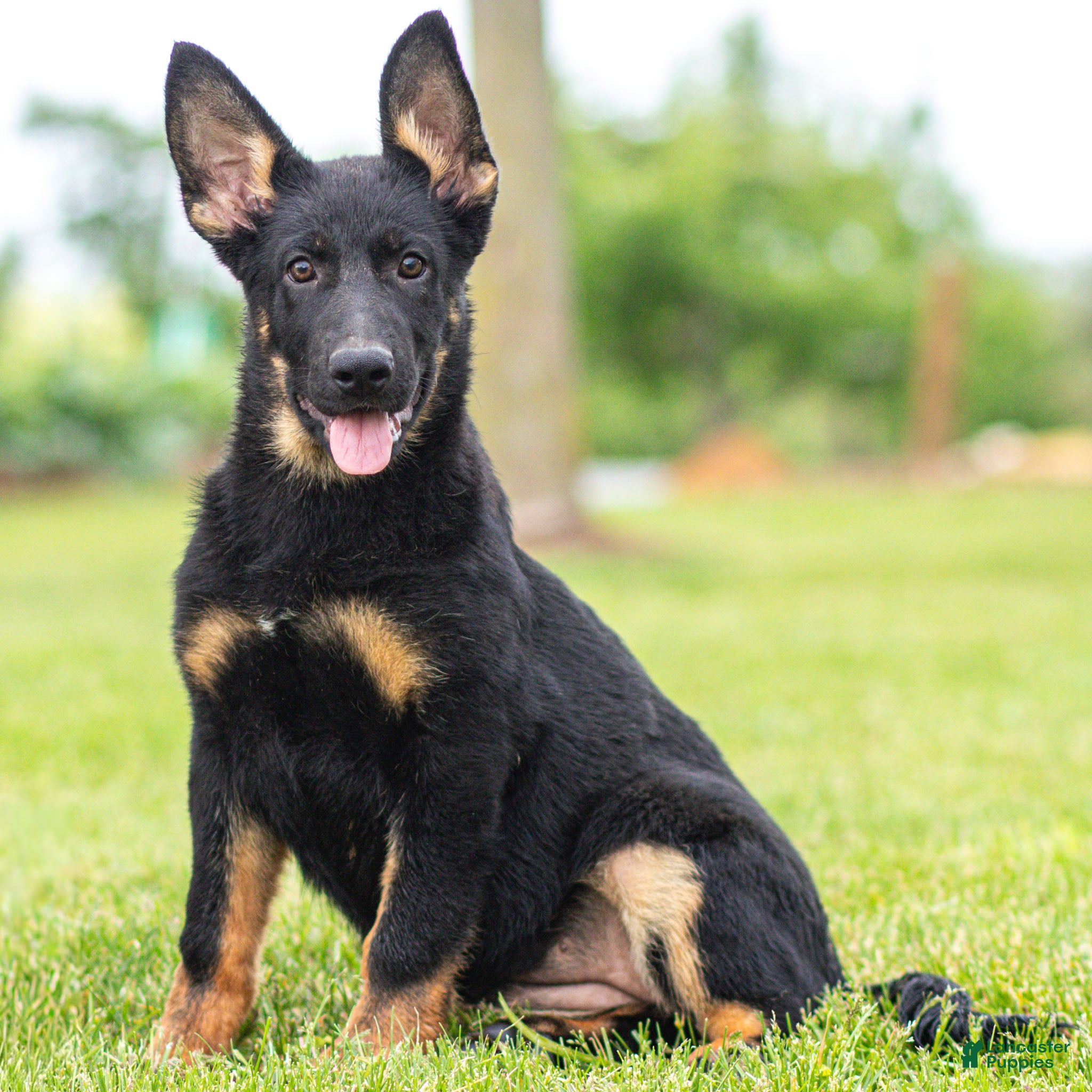 German Shepherd dogs Sabrina German Shepherd Puppy  - Ad 1