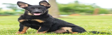 Sabrina German Shepherd Puppy 