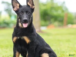 German Shepherd dogs for sale: Sabrina German Shepherd Puppy - Ad 4