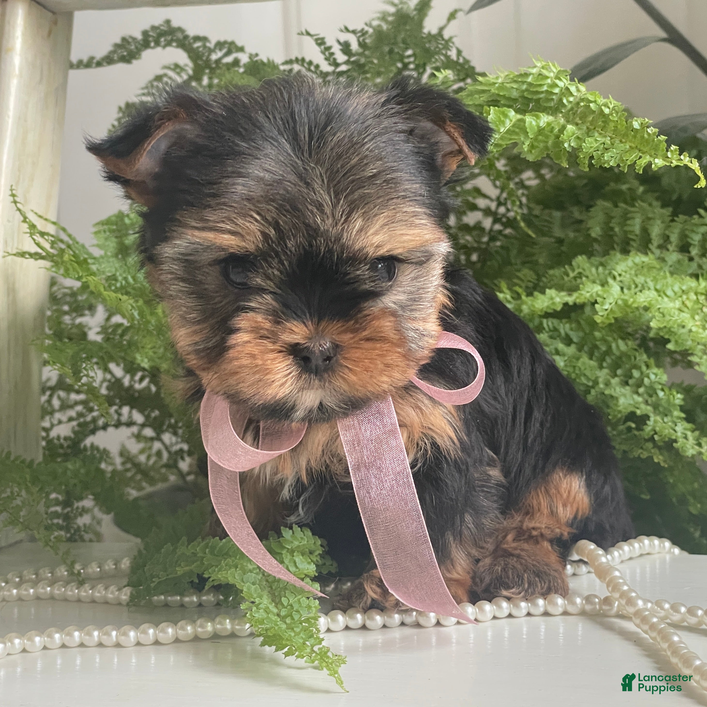 Yorkshire Terrier dogs Cali - Ad 1