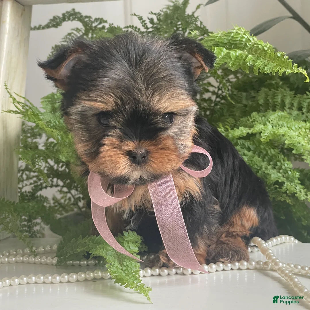 Yorkshire Terrier dogs for sale: Cali - Ad 1