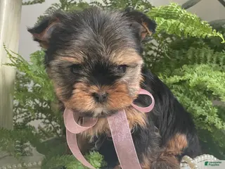 Yorkshire Terrier dogs for sale: Cali - Ad 3