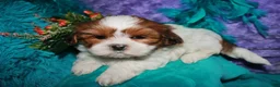 Shih Tzu dogs for sale: Ellie - Ad 6