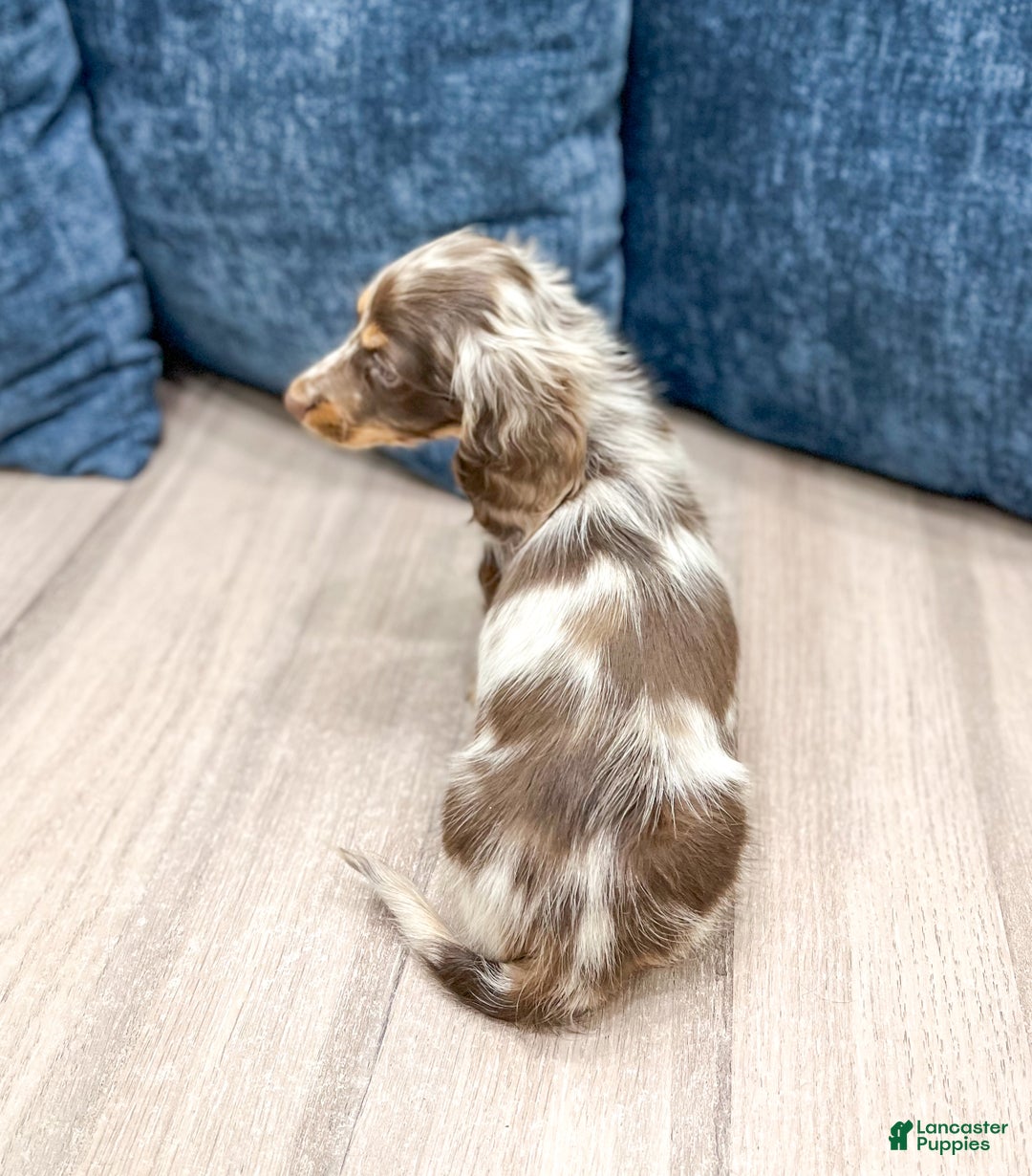 Miniature Dachshund dogs for sale: Snickers - Ad 5